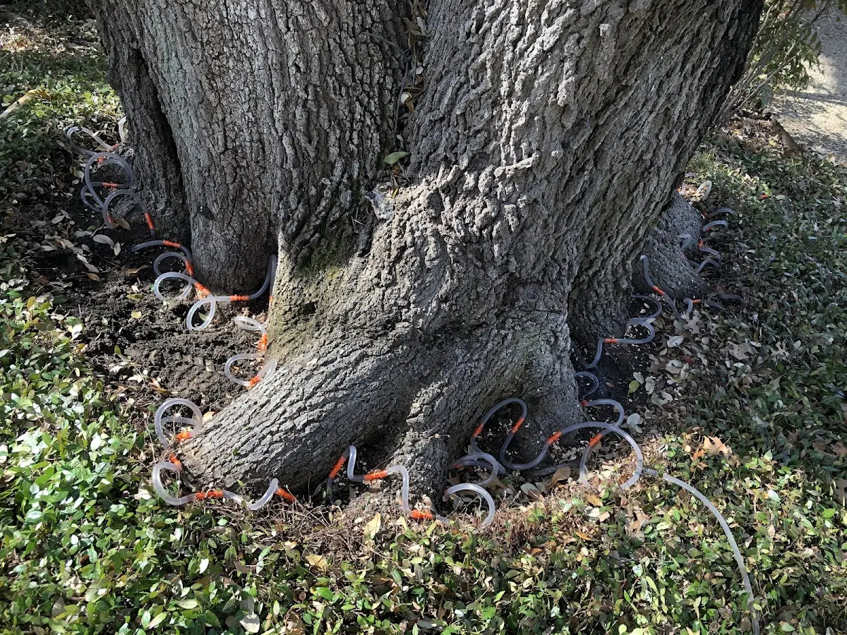 Detailed Tree Cabling and Bracing job site in Kingsville