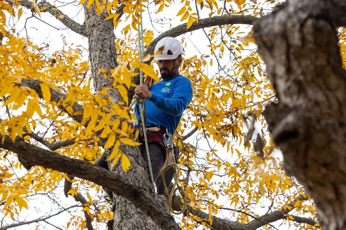 Skilled Tree Planting crew working in Kingsville