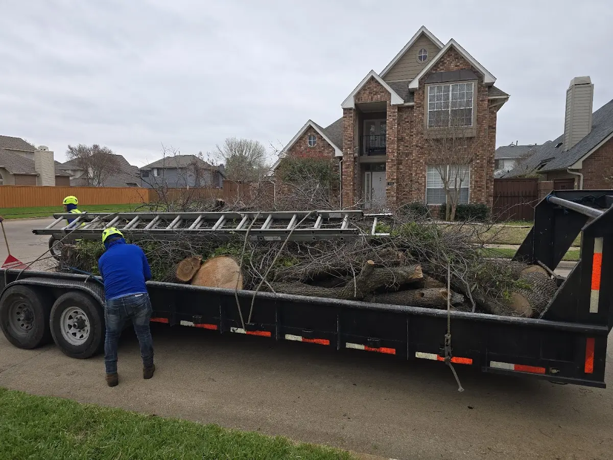 Expert Tree Removal with proper safety equipment in Kingsville